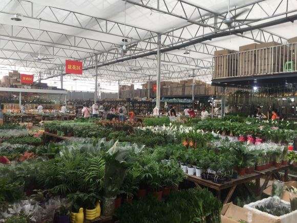 逛重庆大竹林花市的多肉