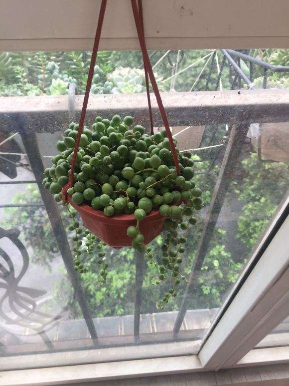 逛重庆大竹林花市的多肉