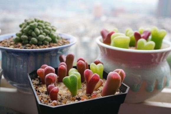 重庆阳台养什么多肉品种