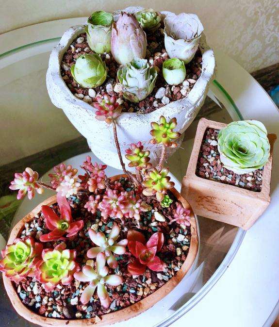 重庆阳台养什么多肉品种