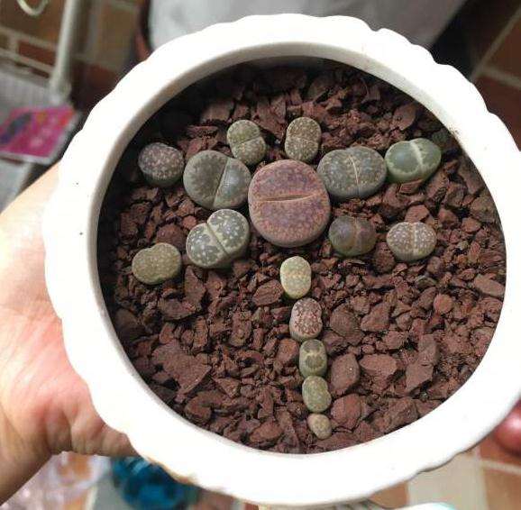 重庆到处都有石谷子多肉