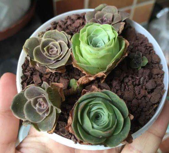 重庆到处都有石谷子多肉