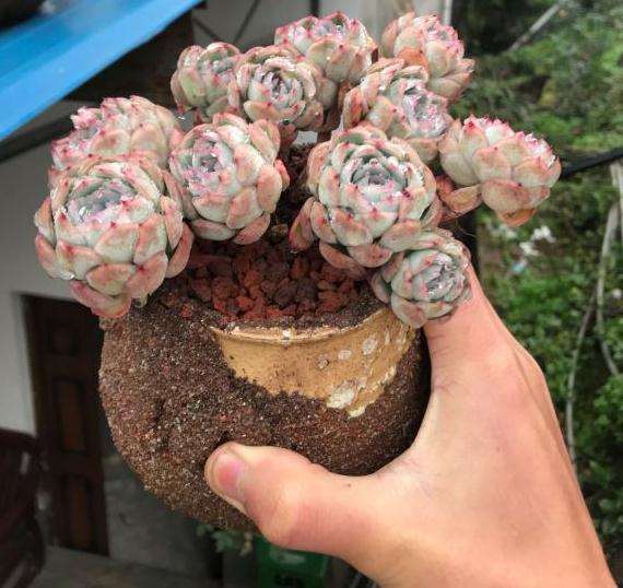 重庆露养同样出多肉