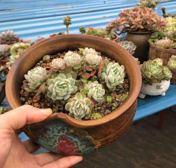 重庆露养同样出多肉