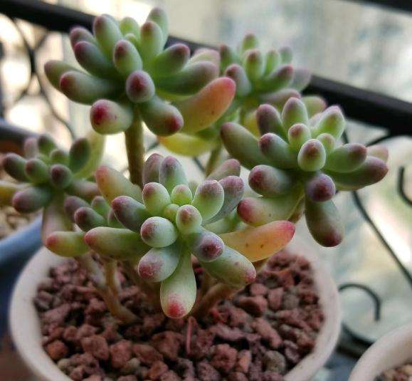 重庆渝北多肉新手养的