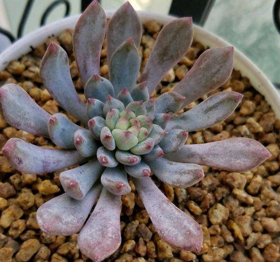 重庆渝北多肉新手养的