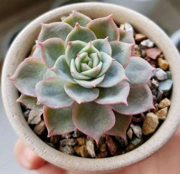 重庆渝北多肉新手养的