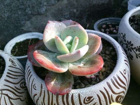 重庆的气候适合养多肉吗