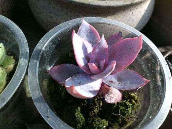 重庆的气候适合养多肉吗