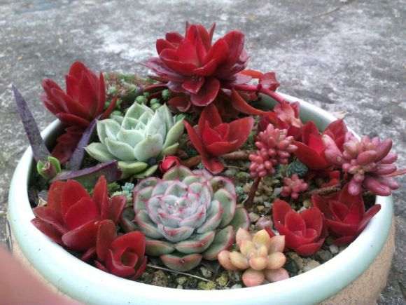 重庆的气候适合养多肉吗