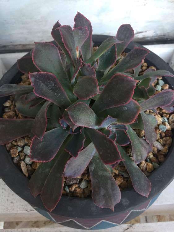 重庆温度40度 多肉怎么办