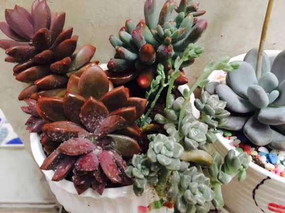 重庆温度40度 多肉怎么办