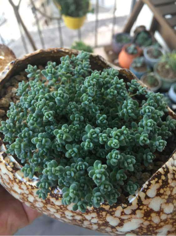 重庆温度40度 多肉怎么办