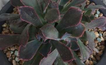 为什么夏季多肉容易死 怎么办