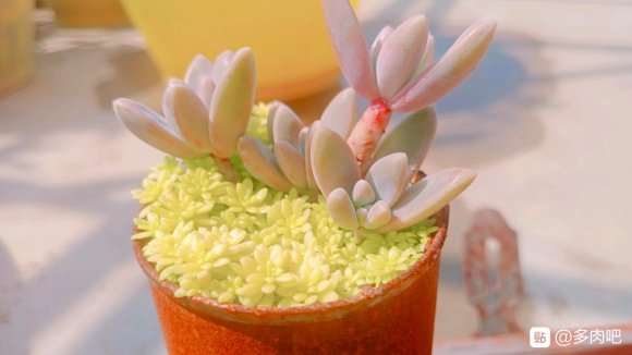 夏天可以购买什么多肉