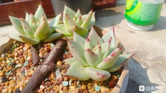 夏天可以购买什么多肉