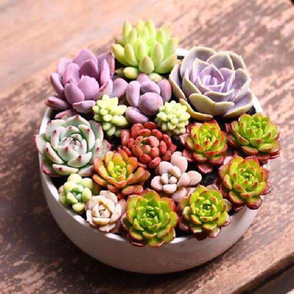 夏天多肉应该怎么浇水比较好