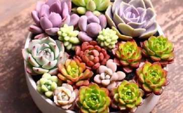 夏天多肉应该怎么浇水比较好 图片