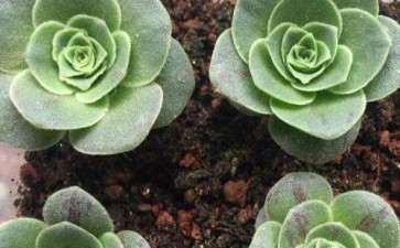 夏天多肉休眠 叶子干枯掉落 怎么办