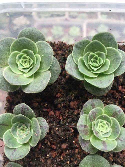 多肉植物的叶子 干枯了 