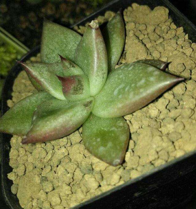 多肉植物的叶子 干枯了 