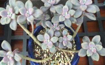 为什么艾伦多肉晒两天就出状态