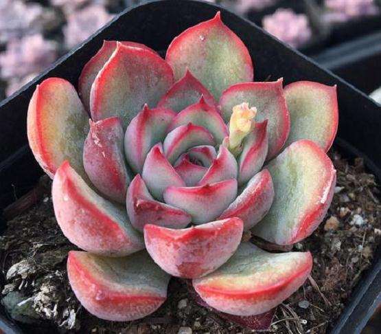 夏天花月夜多肉严重晒伤