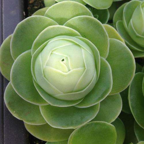 为什么山地玫瑰多肉夏天也不能暴晒