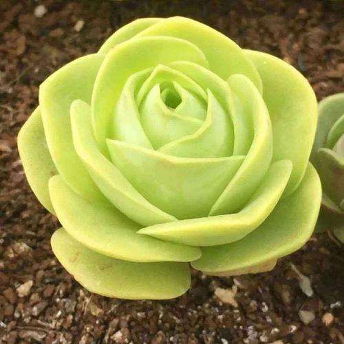 为什么山地玫瑰多肉夏天也不能暴晒