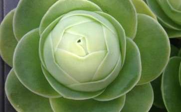 为什么山地玫瑰多肉夏天也不能暴晒