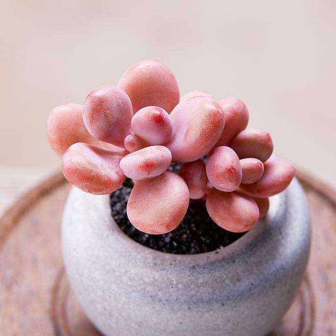 桃蛋多肉怎么度夏的方法 图片