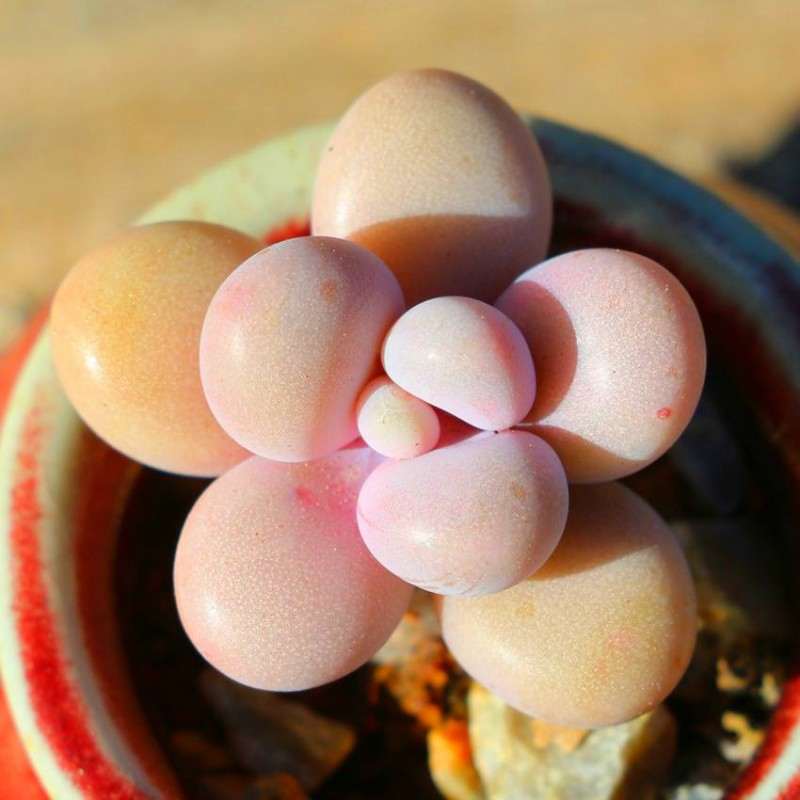 桃蛋多肉怎么度夏的方法 图片