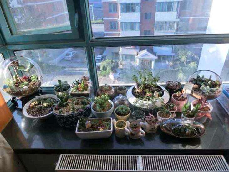 多肉隔着玻璃嗮太阳会晒伤吗