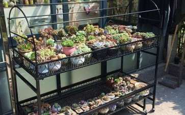 为什么夏天多肉不能暴晒 要遮阳网