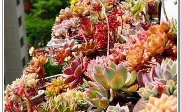 多肉晒下午的太阳肯定要遮阴吗