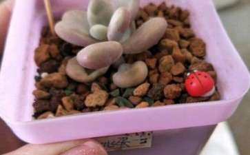 感觉桃蛋多肉已晒伤 怎么办 图片