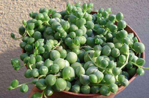 佛珠多肉暴晒大水 全撑爆