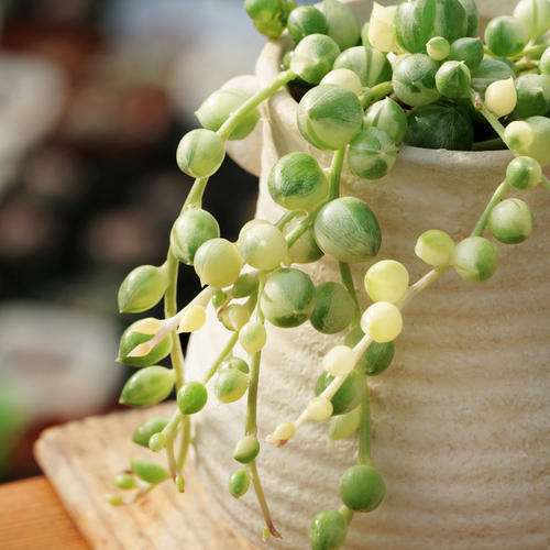 佛珠多肉暴晒大水 全撑爆