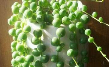 30度以下 多肉都可以全日照 不会晒伤