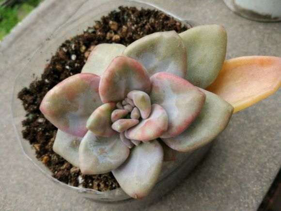 这个冬美人多肉要死了