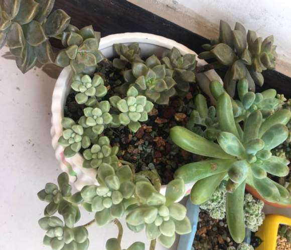 我江苏就是多肉露养