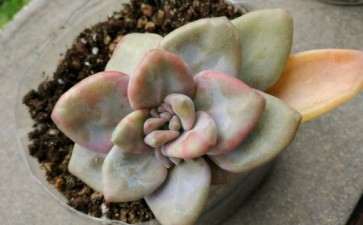 4月份 我江苏就是多肉露养 不怕晒伤