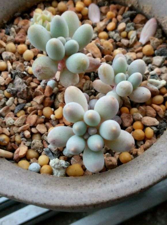 为什么多肉晒太阳