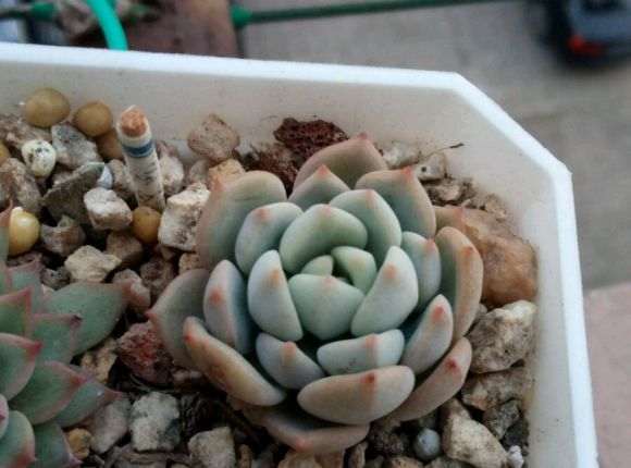 为什么多肉晒太阳