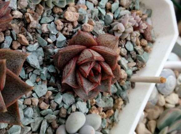 为什么多肉晒太阳