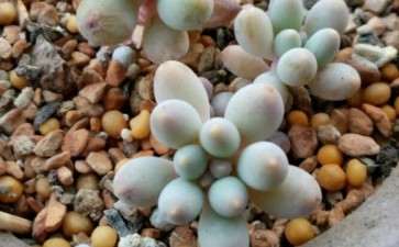 为什么多肉晒太阳 还要注意通风