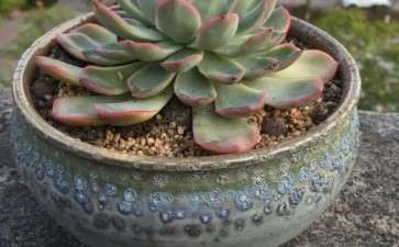 夏天多肉露养 最多拉个防晒网