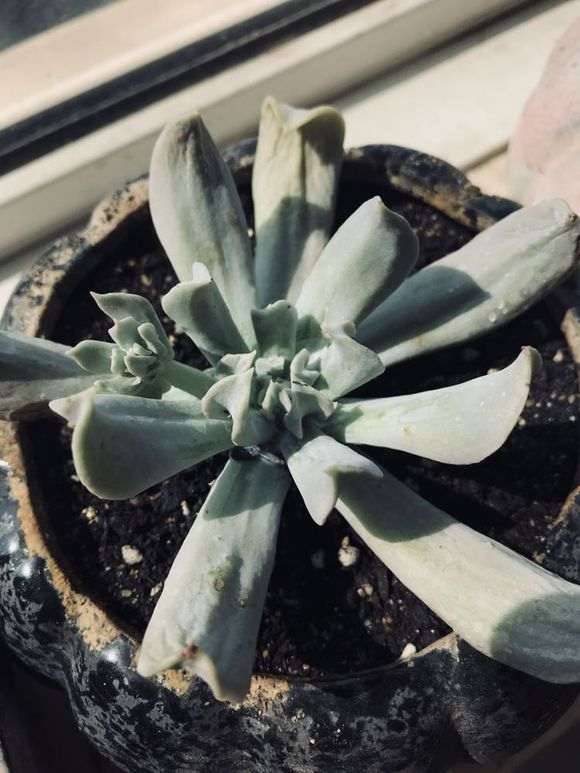 夏天多肉可以直接放到太阳下面晒