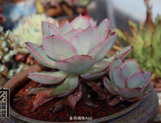 夏天去买多肉是不是会超便宜