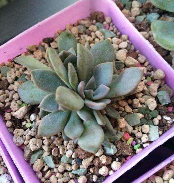 夏天去买多肉是不是会超便宜